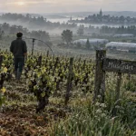 Le vignoble nantais réduit ses surfaces et cherche à se renouveler
